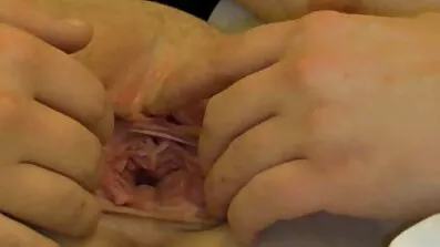 Langhåret babe slapper af med en vibrator anal sex young